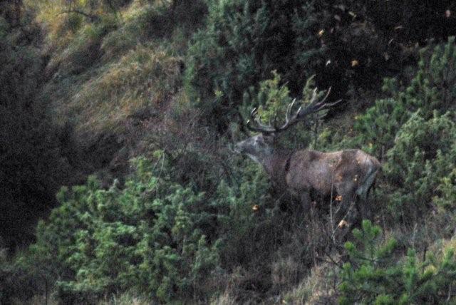 PASSIONE PER IL CERVO